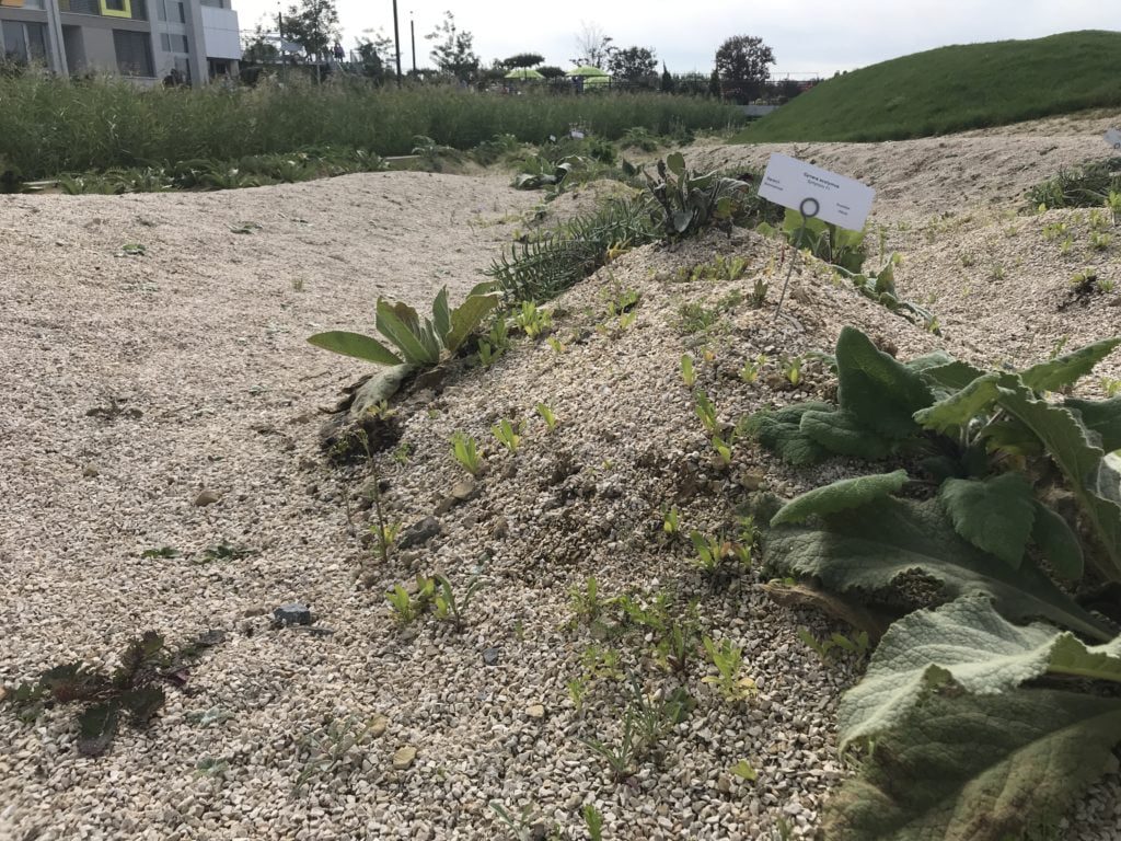 Erstbepflanzung der Split-Dünen mit Königskerzen, Disteln und Meerkohl. 